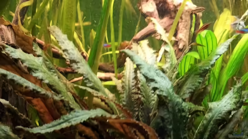 Große Crypto von Faxe (3)