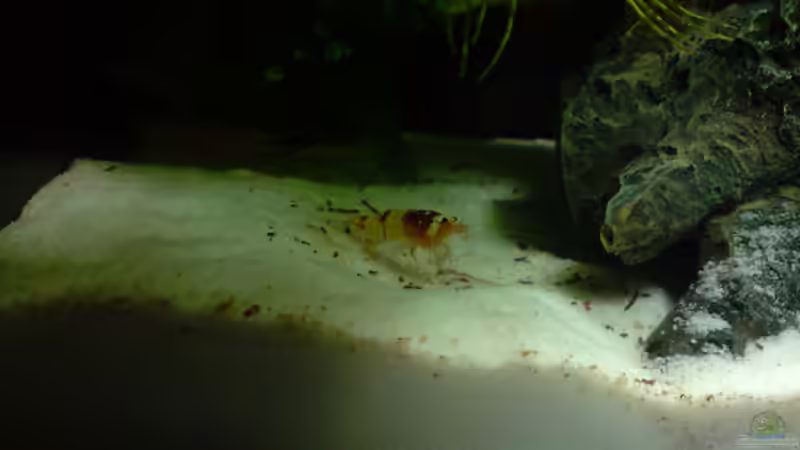 Große Doppel Hinu von Dasy (22)