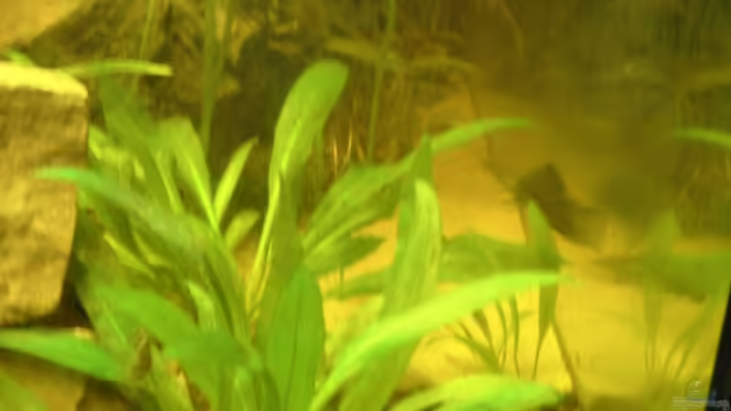 große Echinoderus von Lorenz Graf (2)