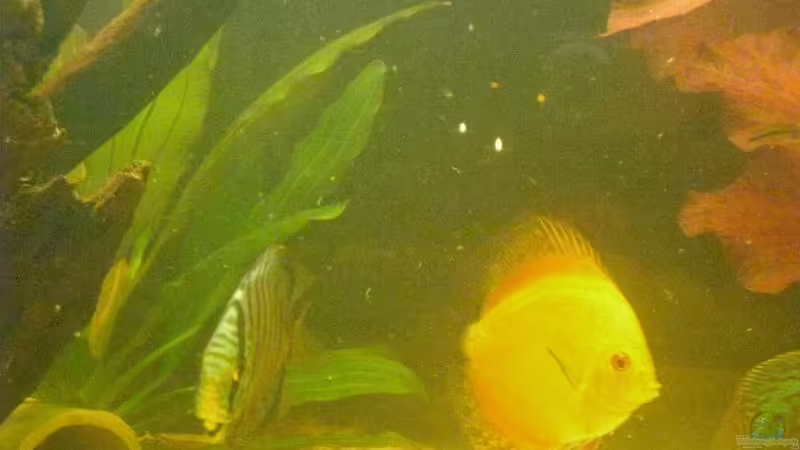 große Echinodorus hinten links von nemo0109 (9)