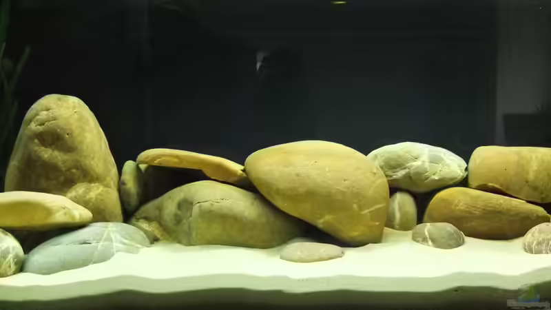 große Findlinge von axolotl (12)