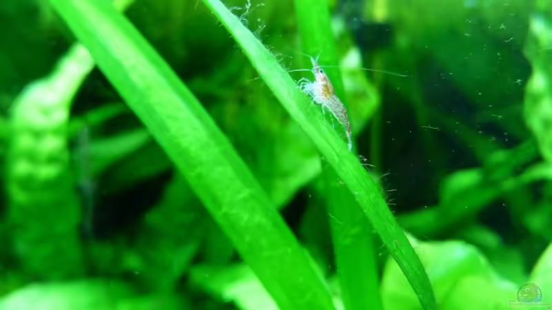 Große Freude - der erste Garnelennachwuchs von gcs (21)