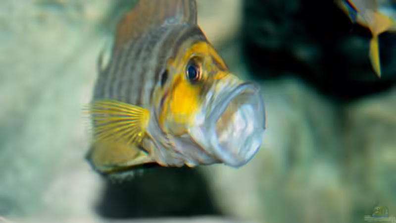 Grosse Klappe von Koehler (53)