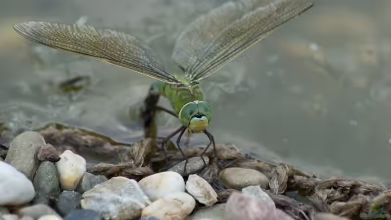Große Königslibelle (Anax imperator)  19.06.2019 von Acki50 (71)