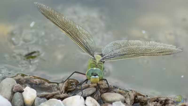 Große Königslibelle (Anax imperator) bei Eiablage 19.06.2019 von Acki50 (70)