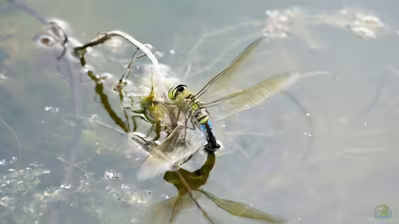 Große Königslibelle (Anax imperator) bei Eiablage 19.06.2019 von Acki50 (72)