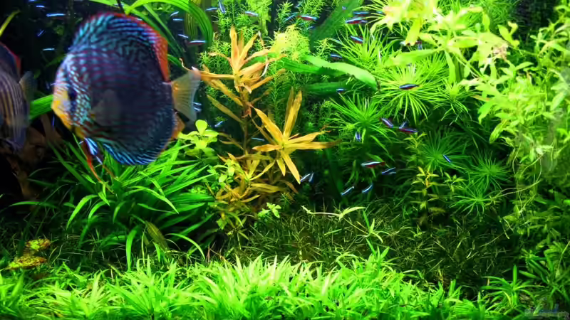 Grosse Kognakpflanze (Ammania gracilis) als Blickfang von @mazonas (6)