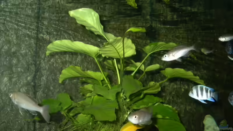 Große Kognakpflanze von Thomas Kowollik (5)