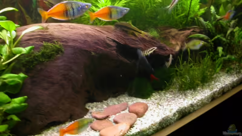 große liegende Wurzel mit vielen Höhlen und Verstecken von Susanne Schmohl (26)