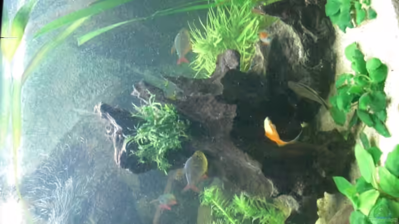 große Mangrovenholz von the pepper (7)