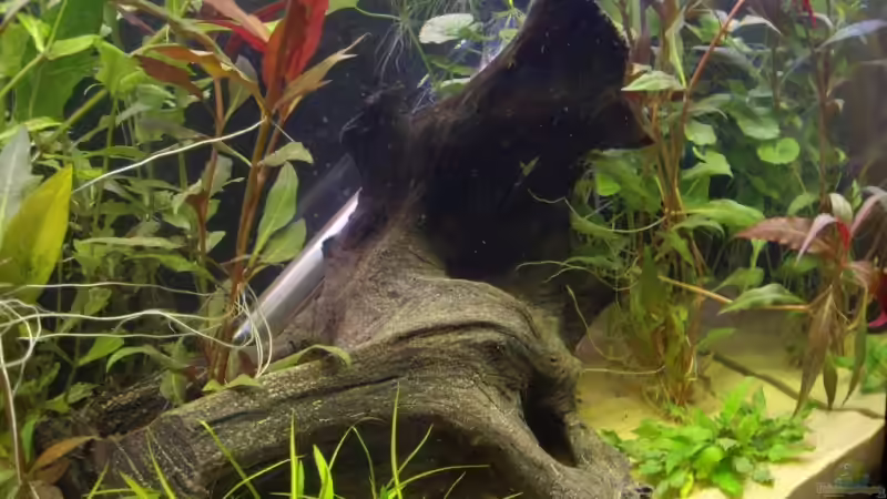 große Mangrovenwurzel (25.05.2008) von Domi (18)