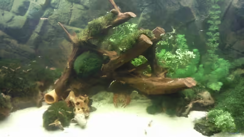 Große Mangrovenwurzel im Mittelteil von Occellaris (10)