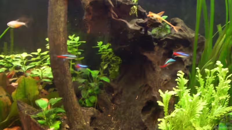 Große Mangrovenwurzel in der mitte von kaktus-jones (33)