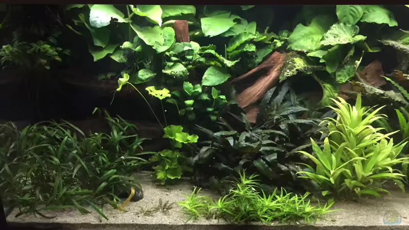 große Mangrovenwurzel von Danny (34)