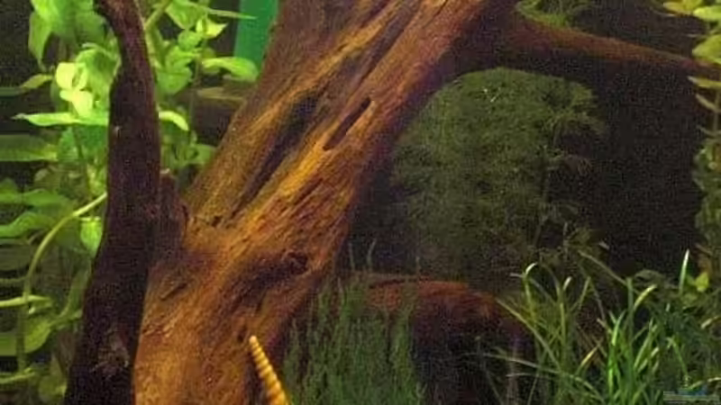 große Mangrovenwurzel von Malawi TOM (11)