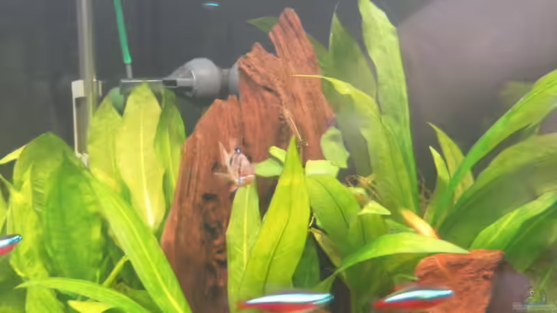 grosse Mangrovenwurzel von mawi (17)