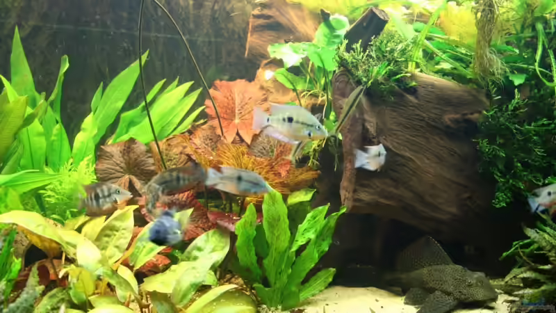 große Moorkienwurzel  von Minzi (17)