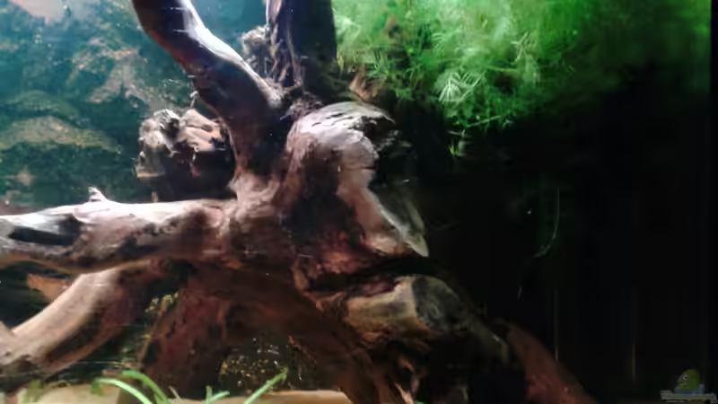 Große Moorkienwurzel  von Snow-white89 (6)