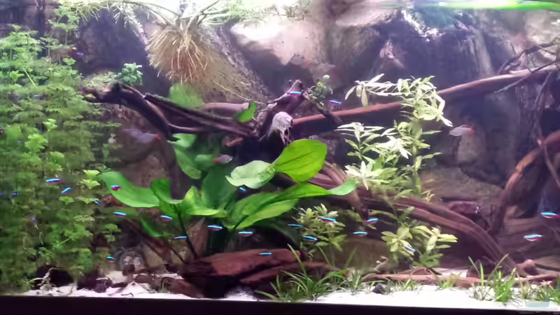 Grosse Moorkienwurzel links von Andy Weiss (18)