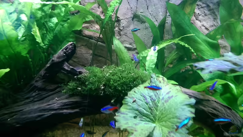 Große Moorkienwurzel mit Moosplatten von Ottche (88)