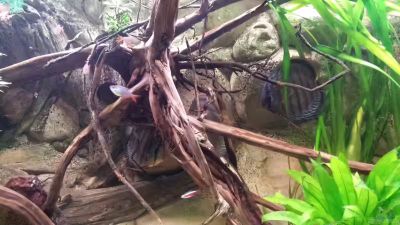 Grosse Moorkienwurzel Rechts von Andy Weiss (19)