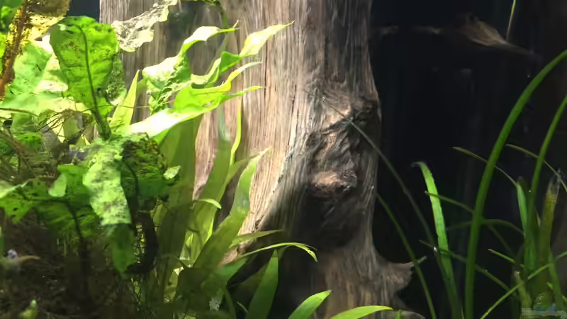 große Moorkienwurzel (Skalarunterstand und Blickschutz) von Danny (31)