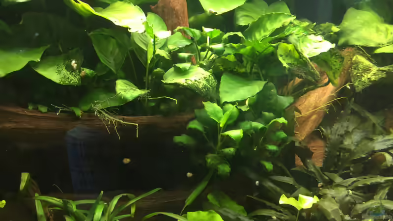 große Moorkienwurzel (Skalarunterstand) von Danny (28)