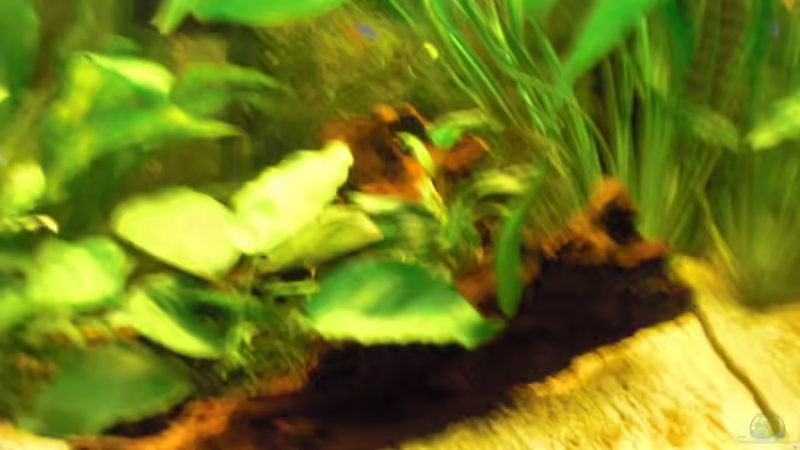 große Moorkienwurzel von guido12304 (5)