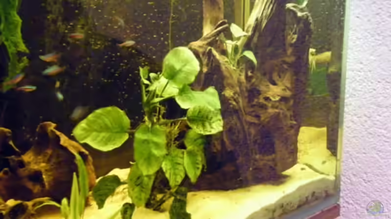 große Moorkienwurzel von Monika Thiele (13)