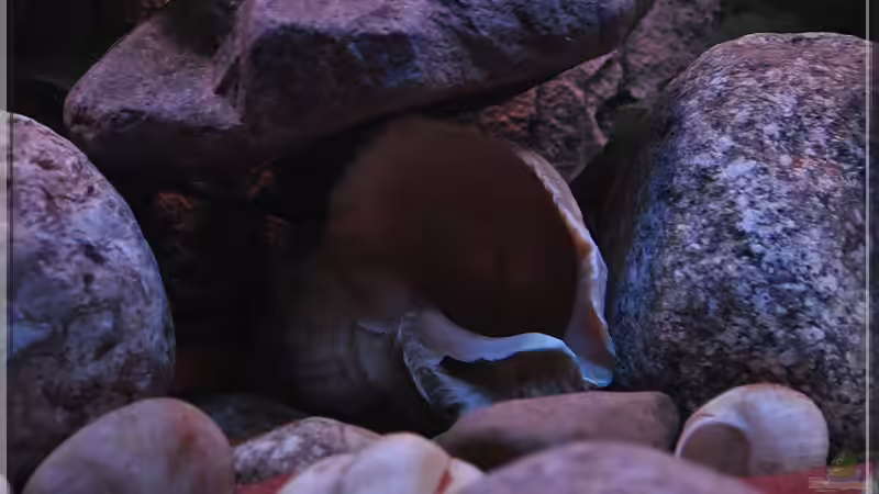 grosse Muschel... von ***ELLIS*** (28)