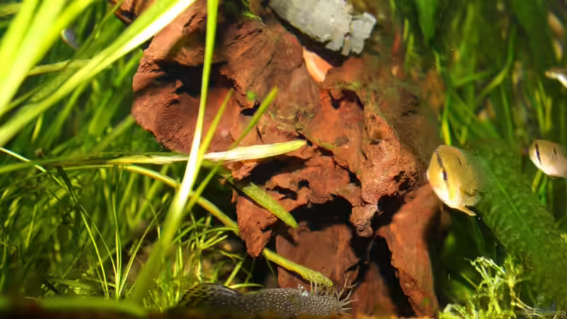 große nicht miteinander verbundene Höhlen in der Wurzel von Springer (38)