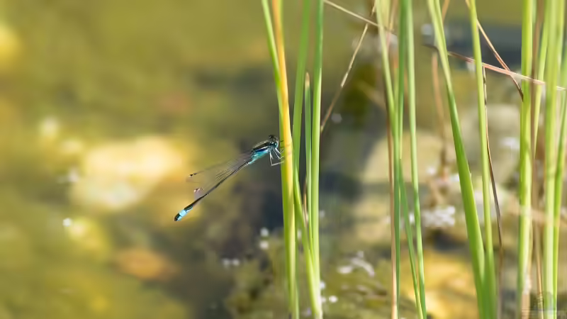 Große Pechlibelle (Ischnura elegans) von Acki50 (75)