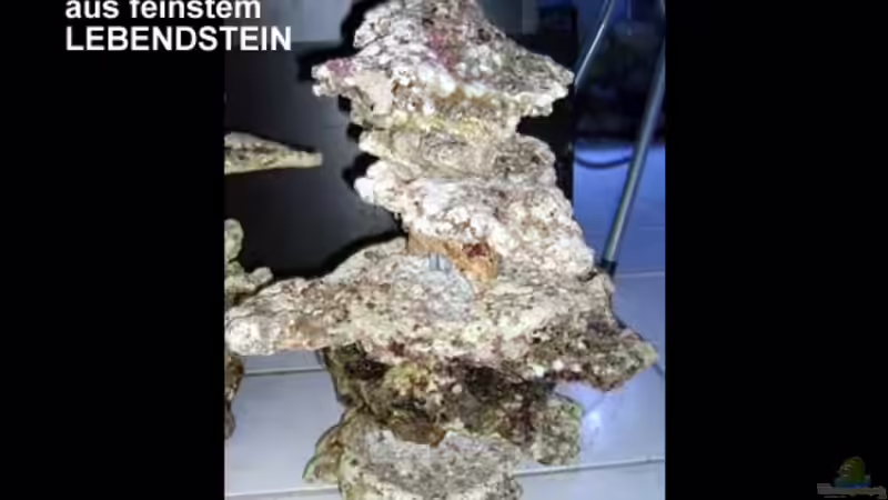 Große Riffsäule rechts von The_Lizardking (12)