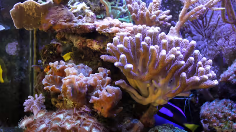 Große Riffsäule rechts von The_Lizardking (15)