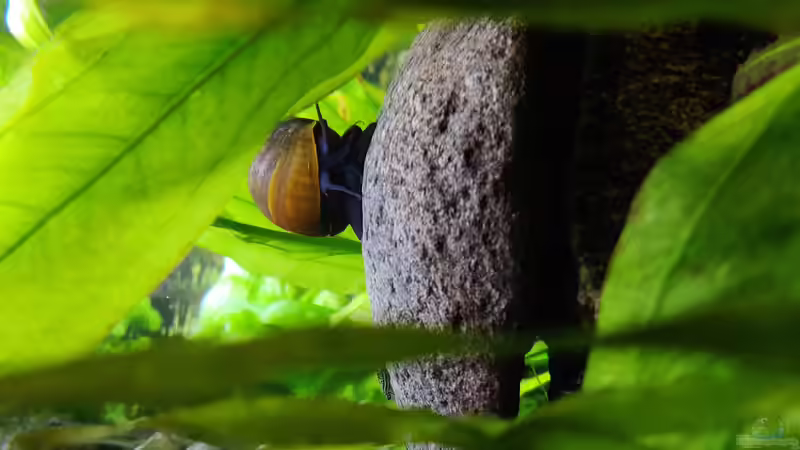 große Schnecke ca. 5cm Durchmesser von Woidma (84)