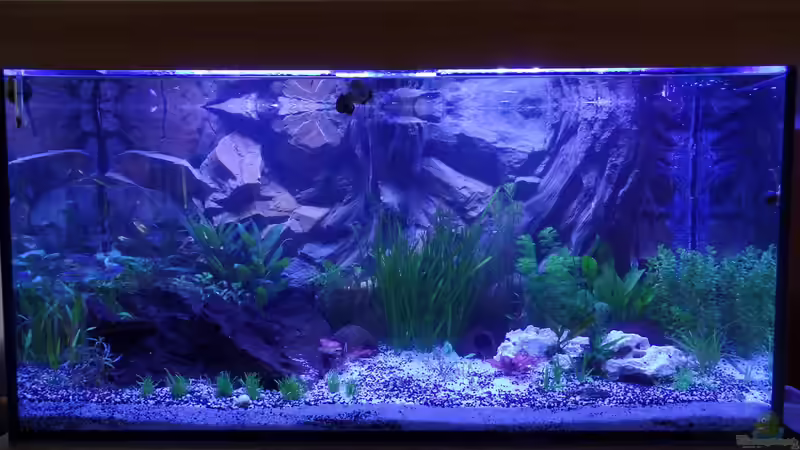 Große Schnecken sind eingezogen. von raubsau (12)