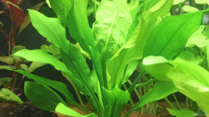 Große Schwertpflanze von urml87 (12)