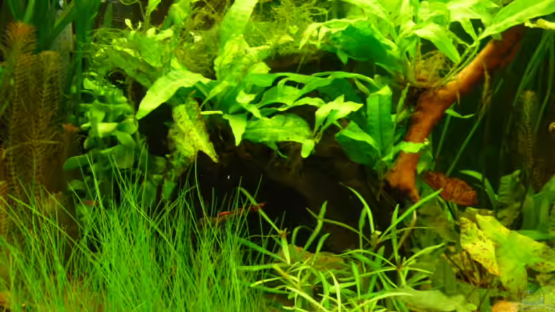 Große Wurzel als Unterstand von Peter S. (7)