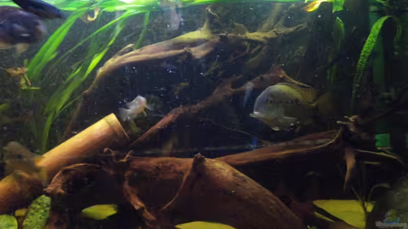 große Wurzel auf der rechten Seite von Alexander Beutner (12)