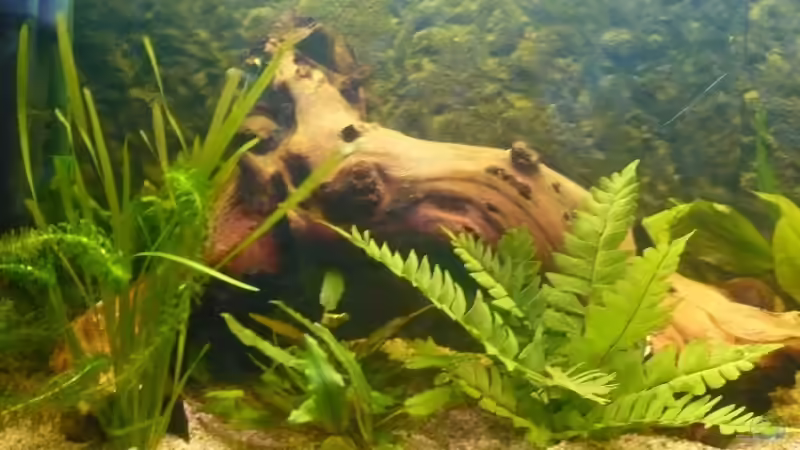 Große Wurzel mit Anubia Nana von Dennis (11)