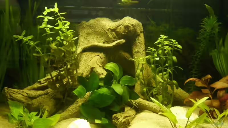 Große Wurzel mit Anubia Nana von Elli und Dennis (3)