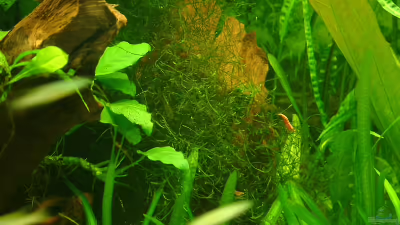 Große Wurzel mit Anubia und Javamoos von Frank Krüger (10)