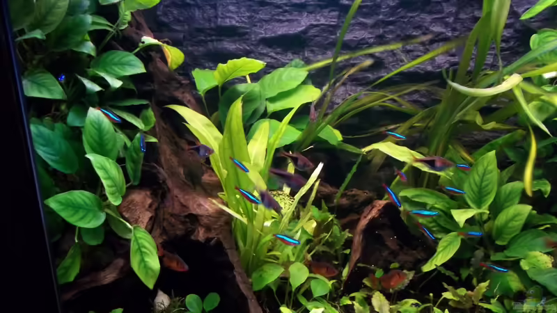 große Wurzel mit Anubias  von Niko P. (21)