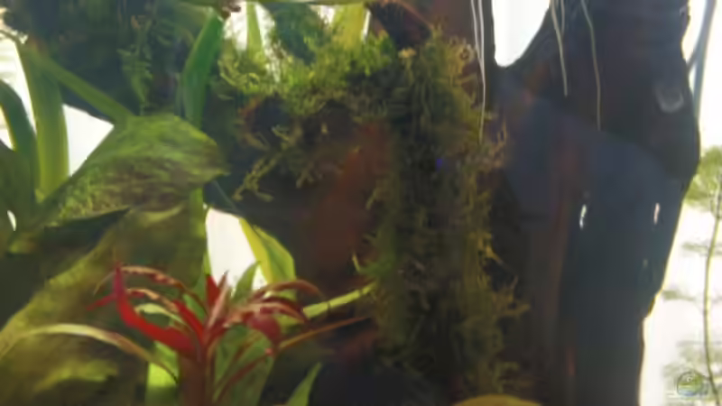 große Wurzel mit aufgebundenem Javamoos und Stein zum beschweren von Maria Dicke (16)