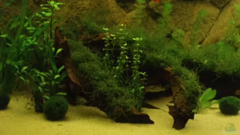 große wurzel mit javamoos von Mario Mehren (8)