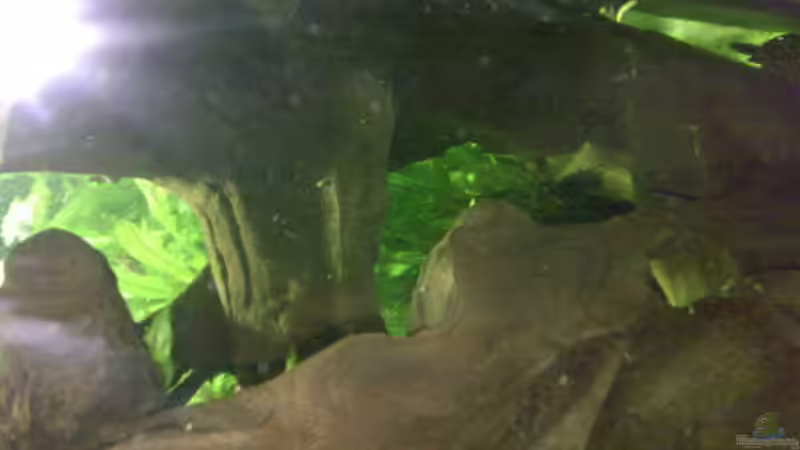 Große Wurzel mit vielen Versteckmöglichkeiten von Sylvia Hoffmann (14)