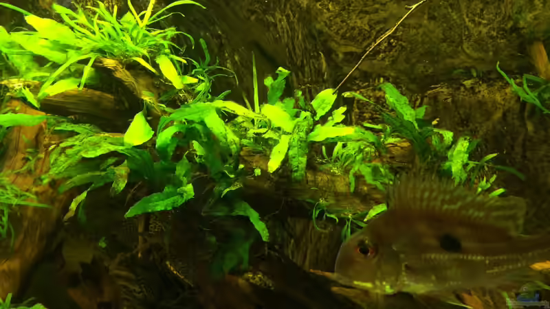 Große Wurzel rechts Mittig mit Javafarn und einer kleinen Anubia von Jonas B. (20)