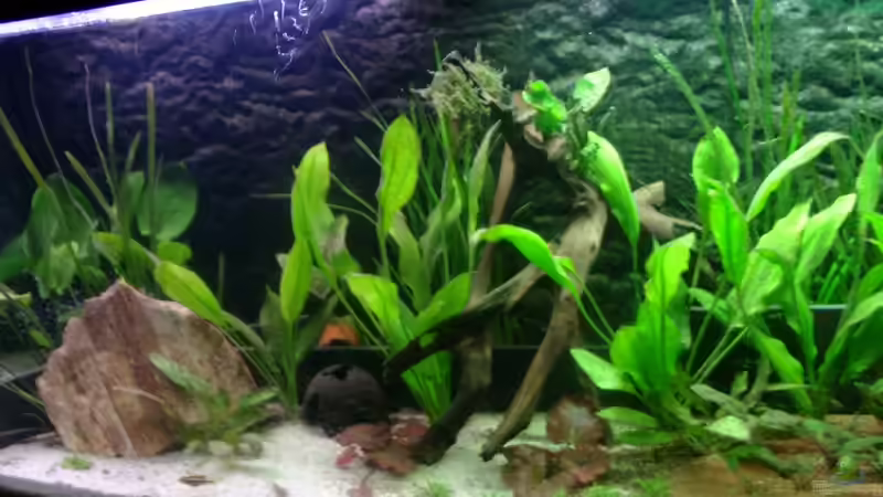 große wurzel und Kokosnussschale von Mirtscho (12)