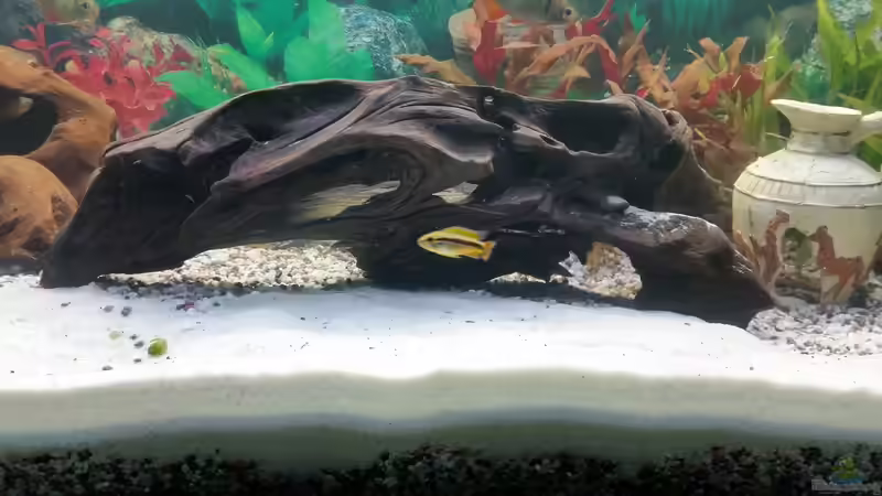 große Wurzel und Vase von SvenDerGroße (11)