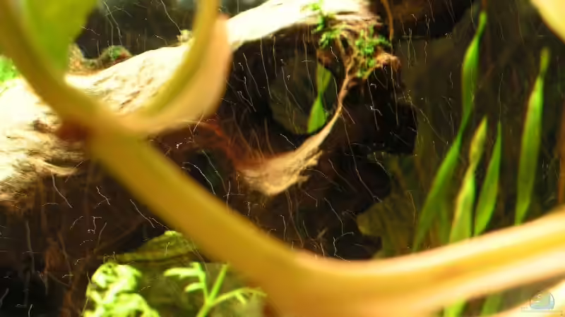 große Wurzel und viele Luftbläschen von Manuela Vogt (6)